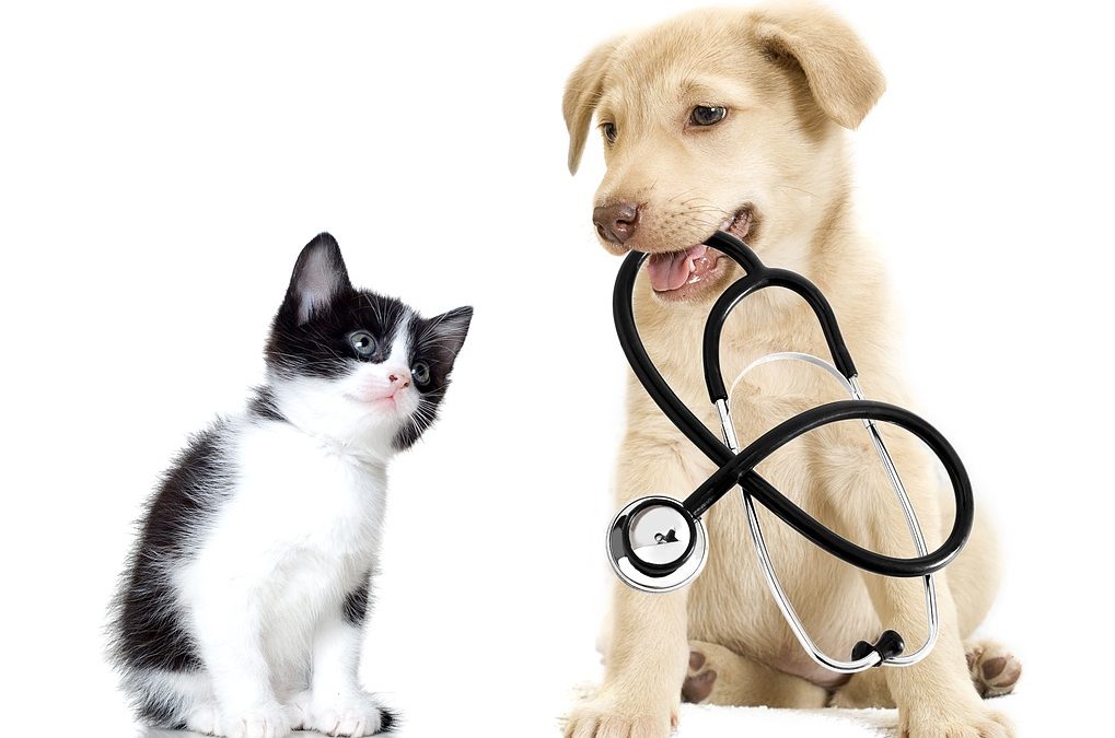 Stérilisation du chien et du chat : est-ce toujours bien nécessaire ?