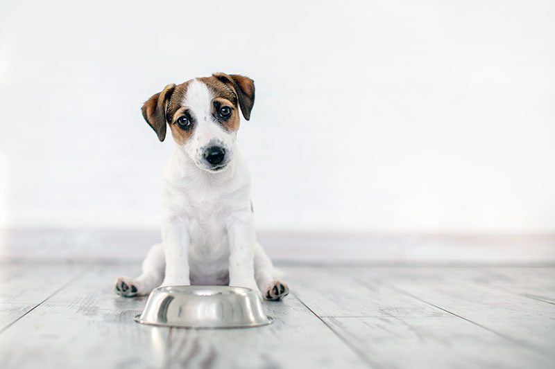 Tout savoir sur l’alimentation du chien !